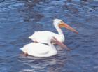 White Pelicans
      Grand Harbor, Vero Beach, FL  32963
      www.VeroPremierPropertiers.com
