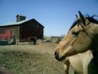 Manzanola farm 