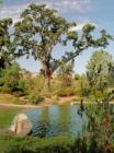 The Heritage Oak at the Serrano visitor's Center.