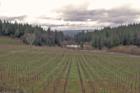 Young Camino vineyard