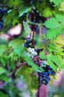 Boeger Cab in the making, Placerville