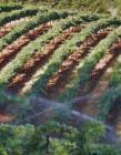 Boeger Vineyards, Placerville