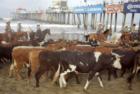 CowaBungaday on the Beach.. Southside Pier.