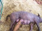 Piglet nursing at Dutchess County Fair 2008