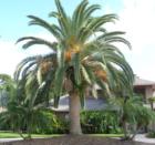 Beautiful Canary Island Date Palm in Port Orange neighborhood.
