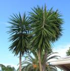 Unique type of palm tree. I think this is a Chinese Fan Palm.