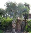 Another unique palm tree. I think this one is a Windmill Palm.
