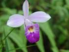 Wild Orchid, Maunawili, Kailua, Oahu, Hawaii