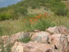 Wildflowers and Rocks in Indian Heights