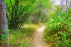 Dimple Dell walking path. 