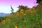 Wasatch Blvd Sunflowers