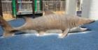 Sculpture of a Tiger Shark by local artist for Tiger Shark Cove Park In Wellington Florida