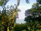 Tiburon