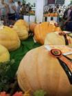 Award winning largest pumpkins at the 2007 State Fair