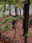 Bear standing up looking around in my  Big Canoe backyard. See him?
