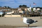 Seagull sitting and Pismo Beach in the background.