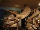 Triceratops in the Witte Museum