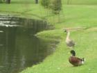  Travis Country Blue Valley Pond along with some local residents