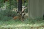 Mule Deer Sunriver
