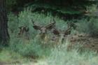 a view of generations in Sunriver