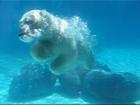 Lincoln Park Zoo - Polar Bear