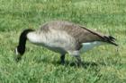 Martinez Marina Goose