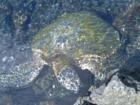 Turtle basking in Champagne Pond-Kapoho