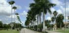 Palm Tree Lined Road Driving into Aero Club