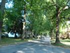 A tree lined street in West Reading PA