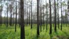This is why the call it carolia forest...Before we planted the houses here...From the local.
