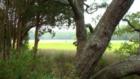 Marsh views