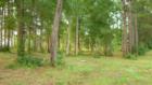Loris...Land...Land...Land...It seems endless.