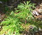 Some of the ground cover in Pike County includes princess pine, popular for holiday wreaths.  Do not remove from state land without a permit!