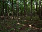 One thing I love about the woods is the quietness.  This is from Bruce Lake Natural Area, part of Promised Land State Park.
