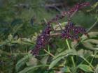 Elderberries!  I remember picking these to make jam with my aunt.  These were spotted on the Bruce Lake hiking trail in Promised Land.