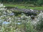 More beauty along the Bruce Lake Hiking trail, in Promised Land, Pike County PA.