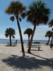 Robert E Kees Memorial Park Palm Trees are beautiful.