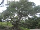 This Oak tree has to be at least a couple Centuries old.  Absolutely beautiful!!! Common's Ford Ranch - Austin, TX 78733