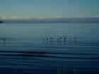 Birds in flight