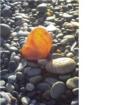 We found this at Damon Point!  Jewel from the Ocean!