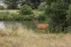 Looking for wildlife?  We've got them here in beautiful Ocean Shores, WA!
