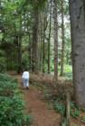 There is a little-known secret about Ocean Shores. We have a 120 acre, old-growth forest in the middle of the peninsula that fronts Duck Lake. Trails wind through the property which is open to the public. It is our own miniature Rain Forest! 
      