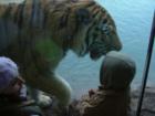 Tiger at the Philadelphia Zoo