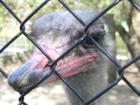 An Ostrich at the Michigan City Zoo