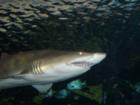 Gotta watch out for the sharks in this business :-) At the Aquarium in Gatlinburg.