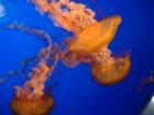 More Aquarium shots from Gatlinburg...I love these colors!