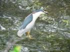 Bird Found in Stream in Middle of Watchung Circle in the Center of Watchung