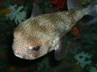 Pretty fishy at Fort Fisher Aquarium