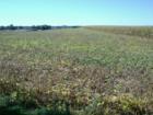 Neffsville cornfield.  Photo by Brian Schulman