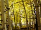 Aspen Grove